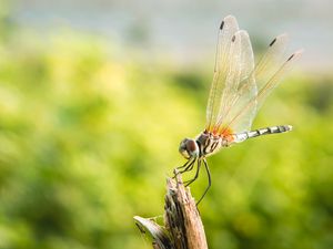 Preview wallpaper dragonfly, insect, macro, closeup