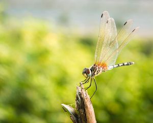 Preview wallpaper dragonfly, insect, macro, closeup