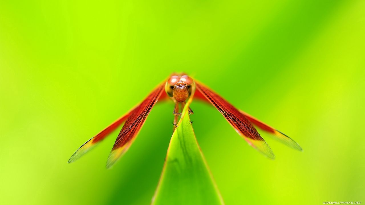 Wallpaper dragonfly, insect, plant hd, picture, image