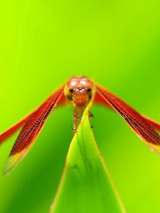 Preview wallpaper dragonfly, insect, plant