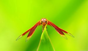 Preview wallpaper dragonfly, insect, plant