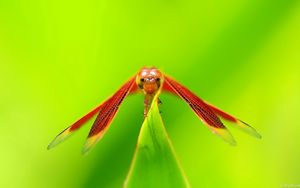 Preview wallpaper dragonfly, insect, plant