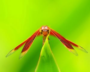 Preview wallpaper dragonfly, insect, plant