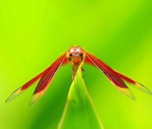 Preview wallpaper dragonfly, insect, plant