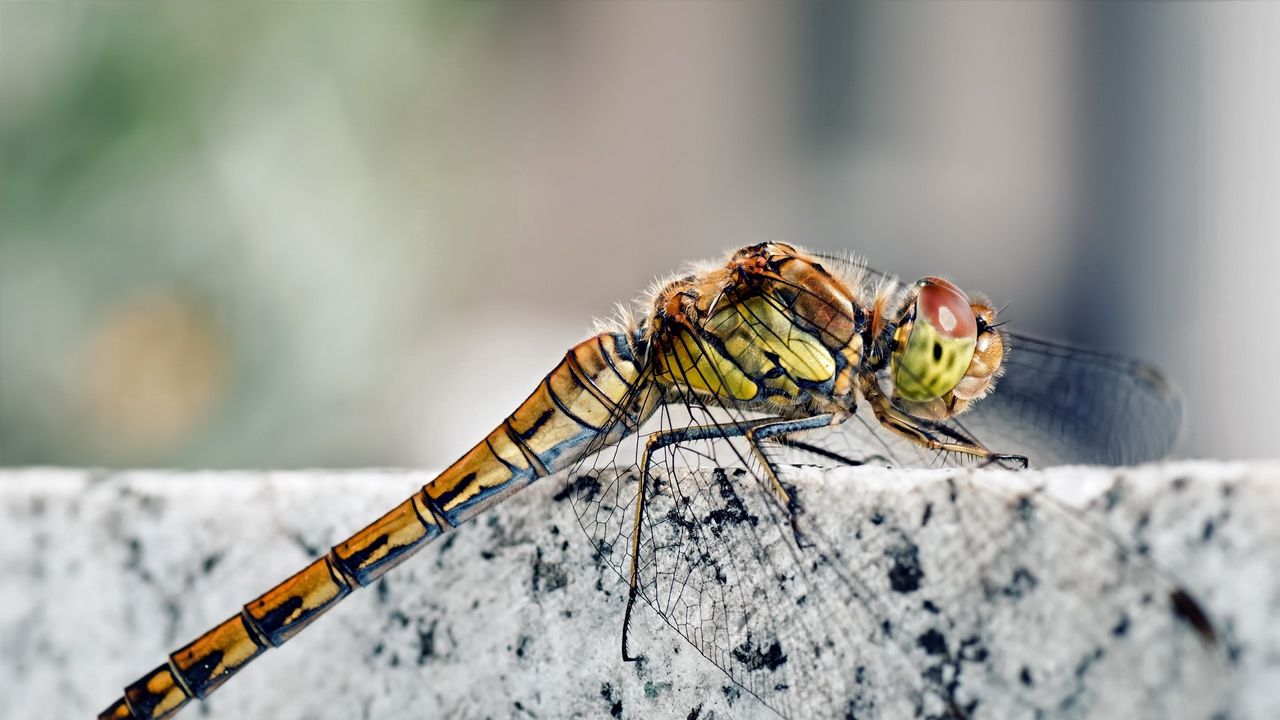 Wallpaper dragonfly, insect, rock, sitting