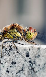 Preview wallpaper dragonfly, insect, rock, sitting