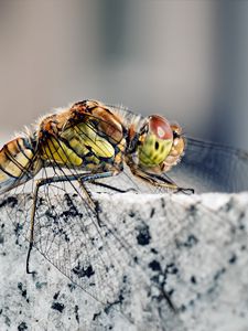 Preview wallpaper dragonfly, insect, rock, sitting