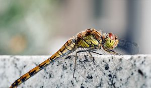 Preview wallpaper dragonfly, insect, rock, sitting