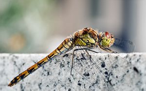 Preview wallpaper dragonfly, insect, rock, sitting