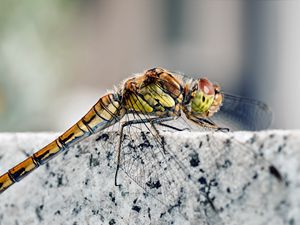 Preview wallpaper dragonfly, insect, rock, sitting