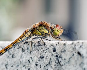 Preview wallpaper dragonfly, insect, rock, sitting