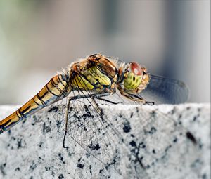 Preview wallpaper dragonfly, insect, rock, sitting