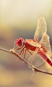 Preview wallpaper dragonfly, insect, twig, blur