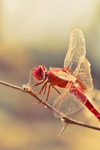 Preview wallpaper dragonfly, insect, twig, blur