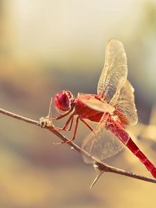 Preview wallpaper dragonfly, insect, twig, blur