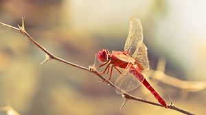 Preview wallpaper dragonfly, insect, twig, blur