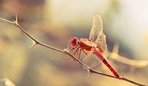 Preview wallpaper dragonfly, insect, twig, blur