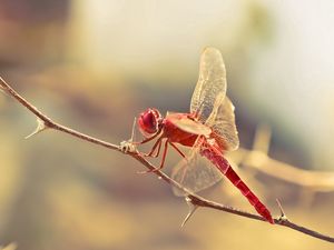 Preview wallpaper dragonfly, insect, twig, blur