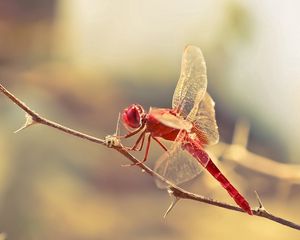 Preview wallpaper dragonfly, insect, twig, blur