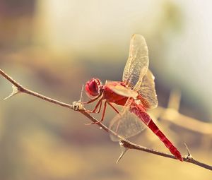 Preview wallpaper dragonfly, insect, twig, blur