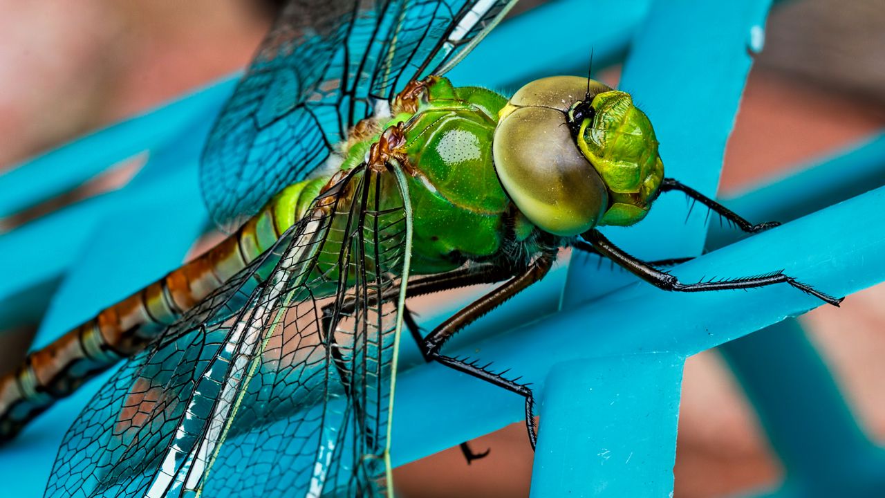 Wallpaper dragonfly, insect, wings, close-up