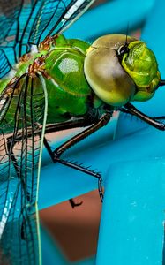 Preview wallpaper dragonfly, insect, wings, close-up