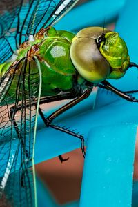 Preview wallpaper dragonfly, insect, wings, close-up