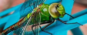 Preview wallpaper dragonfly, insect, wings, close-up