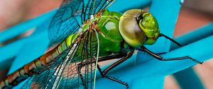 Preview wallpaper dragonfly, insect, wings, close-up