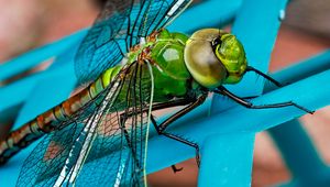 Preview wallpaper dragonfly, insect, wings, close-up