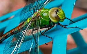 Preview wallpaper dragonfly, insect, wings, close-up