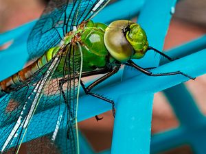 Preview wallpaper dragonfly, insect, wings, close-up