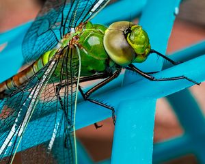 Preview wallpaper dragonfly, insect, wings, close-up