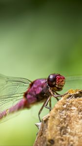 Preview wallpaper dragonfly, insect, wings