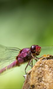 Preview wallpaper dragonfly, insect, wings