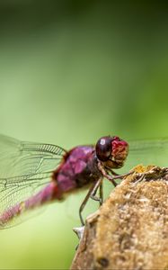Preview wallpaper dragonfly, insect, wings