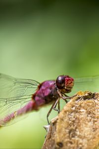 Preview wallpaper dragonfly, insect, wings