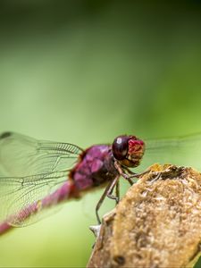 Preview wallpaper dragonfly, insect, wings