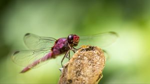 Preview wallpaper dragonfly, insect, wings