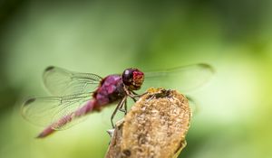 Preview wallpaper dragonfly, insect, wings