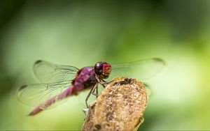 Preview wallpaper dragonfly, insect, wings