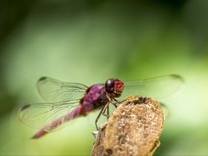 Preview wallpaper dragonfly, insect, wings