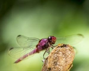 Preview wallpaper dragonfly, insect, wings