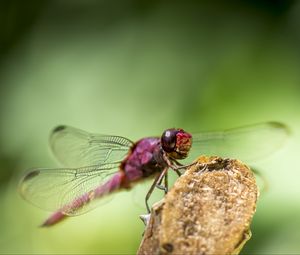 Preview wallpaper dragonfly, insect, wings