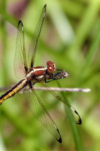 Preview wallpaper dragonfly, insect, wings, transparent, macro