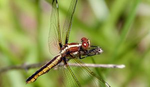 Preview wallpaper dragonfly, insect, wings, transparent, macro