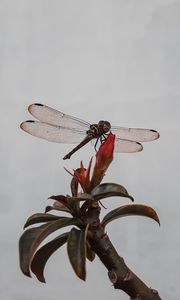 Preview wallpaper dragonfly, insect, wings, plant, macro