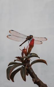 Preview wallpaper dragonfly, insect, wings, plant, macro