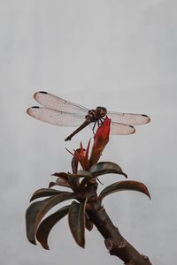 Preview wallpaper dragonfly, insect, wings, plant, macro