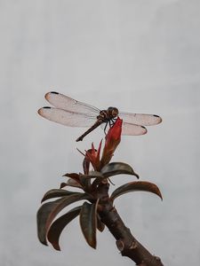 Preview wallpaper dragonfly, insect, wings, plant, macro